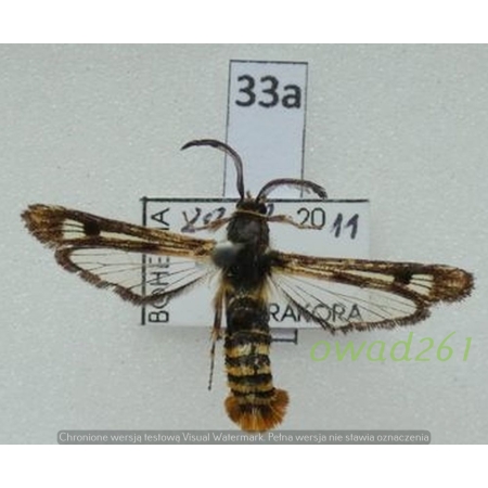 Pennisetia hylaeiformis (Laspeyres, 1801) Czech33a